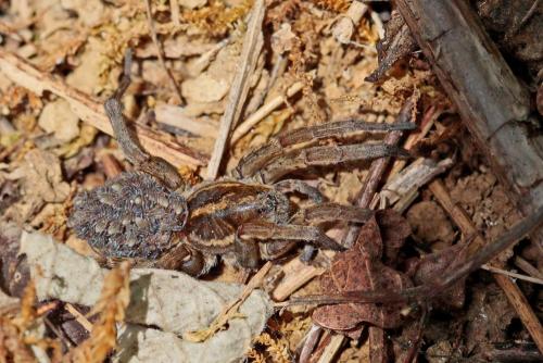 Trochosa sp.